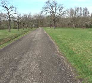 Gomaringer Rundweg - Zu den Giganten im Wald