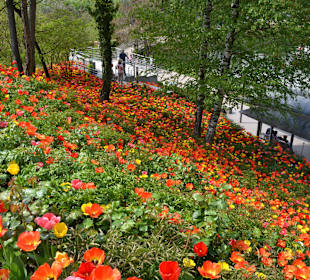 Tulpen aus...Meran