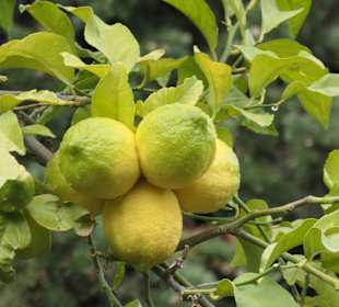 Beim Jardí del Bisbe, dem Bischofsgarten in Palma