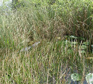 Everglades Safari Park