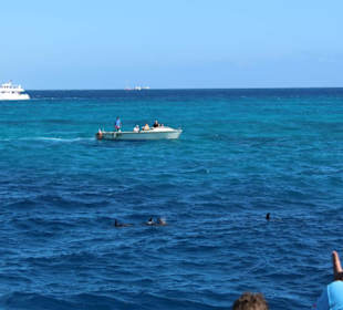 Zobaczyliśmy delfinki - hurra !!