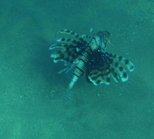 Rotfeuerfisch am Hausriff