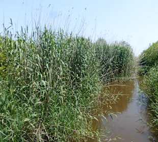 Im Parc natural de s’Albufera de Mallorca