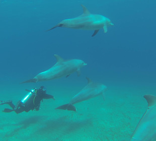 Tauchausflug Marsa Egla