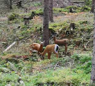 Wandern St. Veit in Defereggen