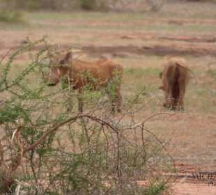Warzenschweine in Fluchtdistanz