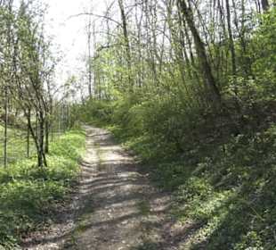 Ruine Maisenburg