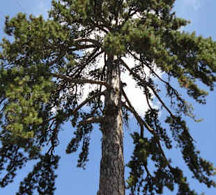 Aleppo Kiefer am Troodos