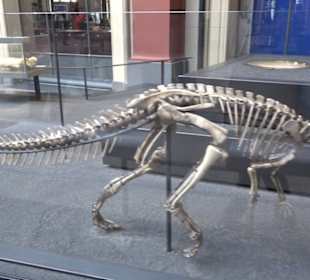 Museum für Naturkunde