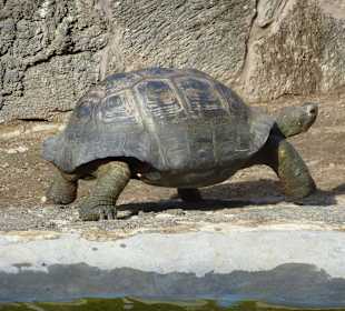 Riesenschildkröten in der Schildkrötenfarm