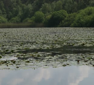 Finkenmoor und Finkenmoorteich im Wernerwald