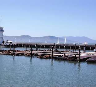 Seelöwen am Pier 39