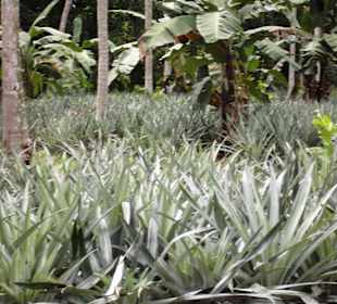 Ananas-Plantage