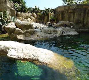 Pinguin Anlage
