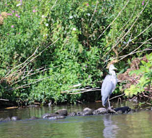 BUGA-Gelände mit Reiher