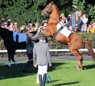 Freiheitsdressur