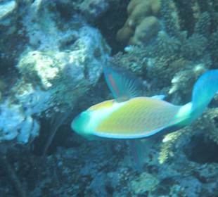 Hausriff Arabia Azur Resort