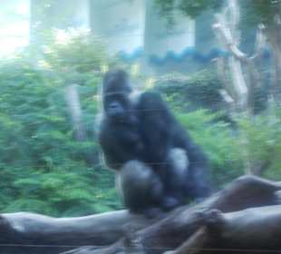 Gorila en el Loro Parque