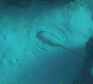 Schöne Unterwasserwelt