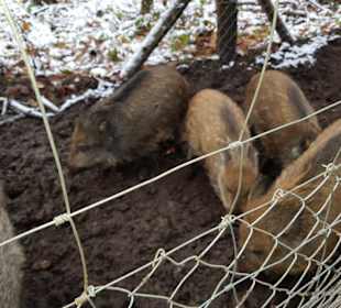 Immer mehr kommen an den Zaun