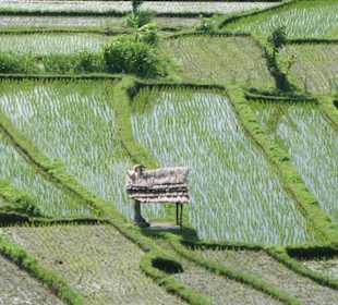 Wunderschöne Reisterrassen auf ganz Bali