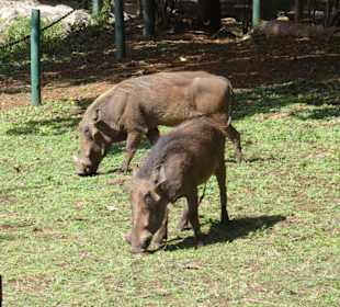 Tsavo West Nationalpark