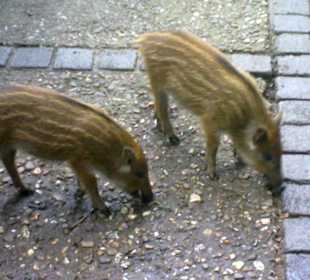Nachwunchs bei den Wildschweinen