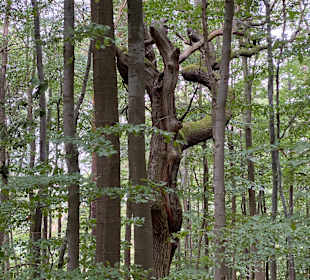 Stadtrundgang Assmannshausen