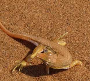 Tierisches im Sossusvlei