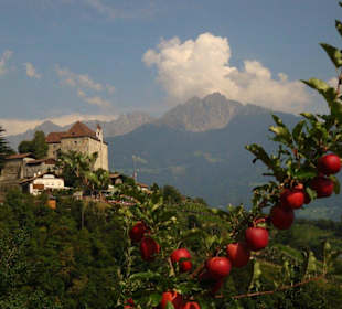 Apfelernte steht bevor am Schloss Tirol