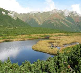 Plesnivec