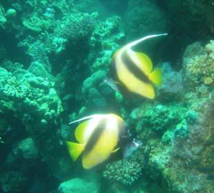Rotmeer-Wimpelfische am Hausriff