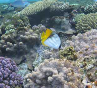 Unterwasserfoto vom Hausriff