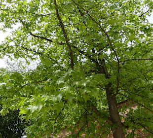 Amberbaum