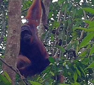 Ein Orang Utan beim Klettern