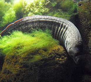 Tiere im Aquarium