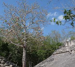 Kapokbaum, daraus machte man einst Matratzen