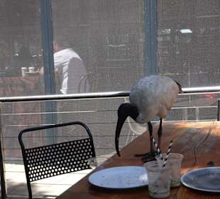 Stadtrundgang Sydney