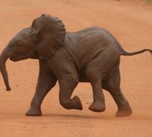 Elefanten-Baby in Tsavo East