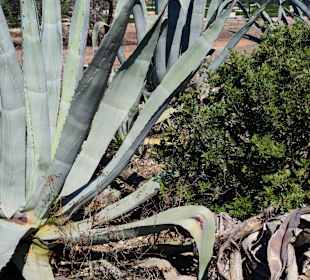 Praia de Nossa Senhora da Rocha