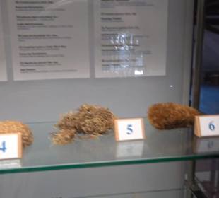 Natur- und Jagdmuseum