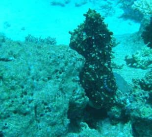 Tauchausflug mit Regina