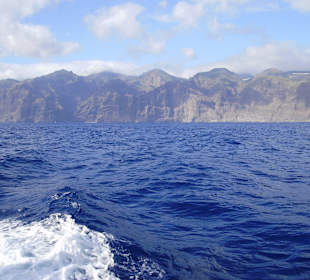 Viele Delphine zu sehen