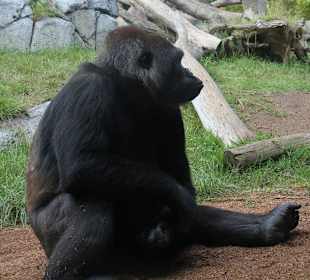 Gorilla