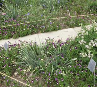 Alter Botanischer Garten