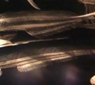 Naturhistorisches Museum