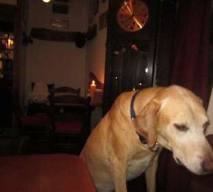 Der Weinstubenhund Charly