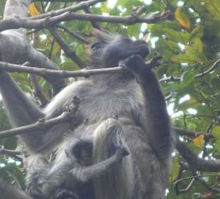 Jozani-Forest, Urwald 