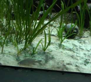 Tierpark Hellabrunn - Fische