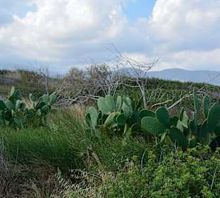 Ein paar Inspirationen von unserer Strandwanderung